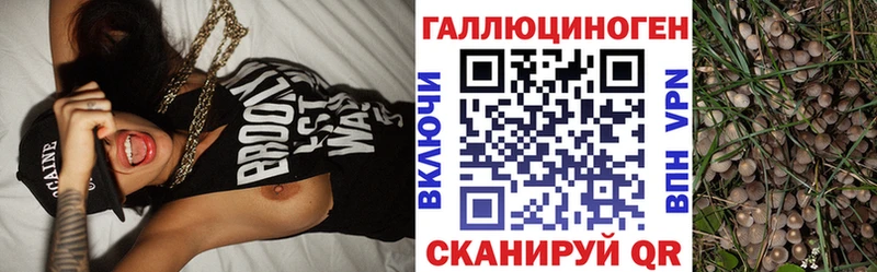 Галлюциногенные грибы Psilocybine cubensis  blacksprut   Абаза 